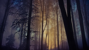 forest with fog and yellow sunlight