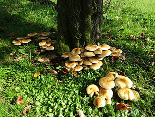 mushrooms on ground \ HD wallpaper