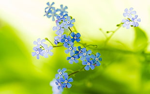 blue 5-petaled flowers, flowers, blue flowers, forget-me-nots HD wallpaper
