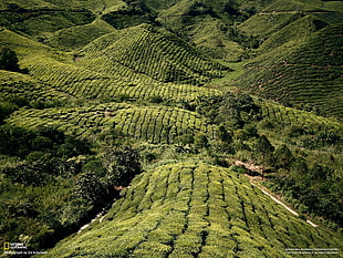 green leafed plant covered mountain, National Geographic, landscape, field, Malaysia HD wallpaper