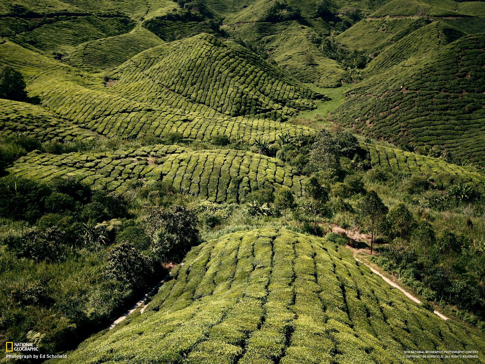 green leafed plant covered mountain, National Geographic, landscape, field, Malaysia