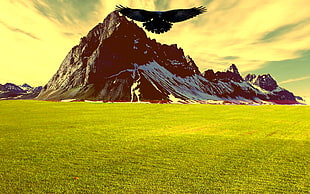 black hawk flying above grass field, landscape, mountains, sunset, raven