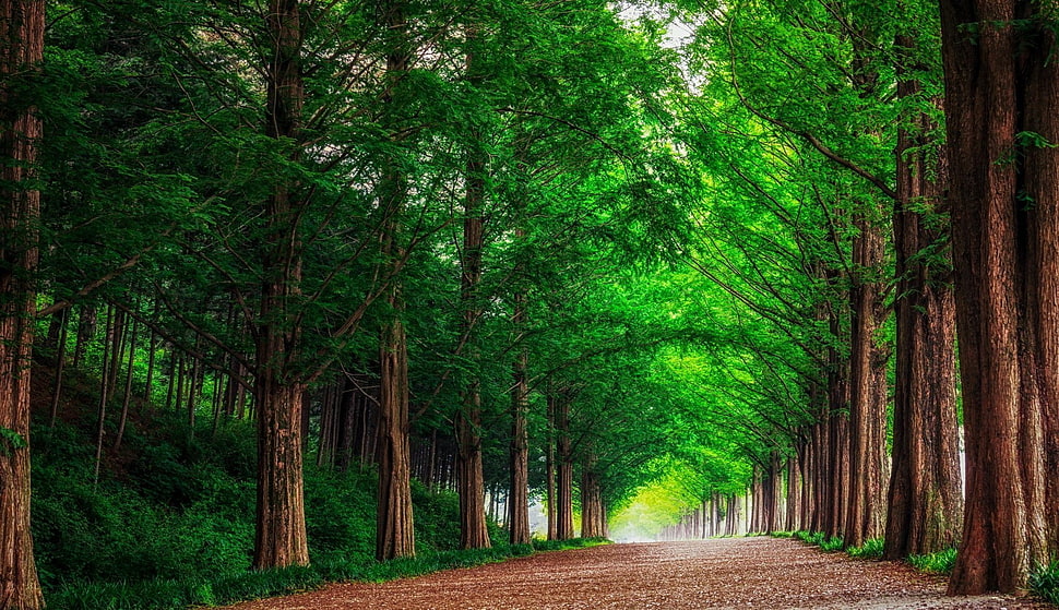 photography of pathway between trees during daytime HD wallpaper