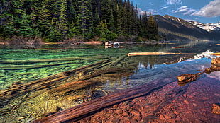 brown wood logs on body of water near mountain during daytime
