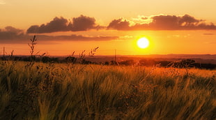 green grass field during sunset