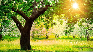 green leaved tree with green grass around during day