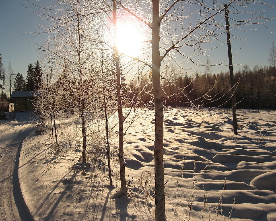 brown tree surrounded by snow HD wallpaper