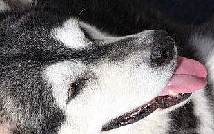 Husky,  Dog,  Muzzle,  Tongue
