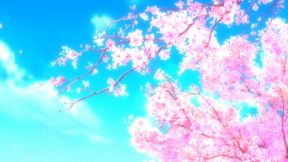 Cherry Blossoms illustration, cherry blossom HD wallpaper