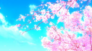 Cherry Blossoms illustration, cherry blossom