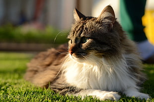 tilt lens shot of maine coon cat on top of green grass HD wallpaper