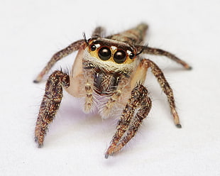 close up photo of spiders, jumping spider