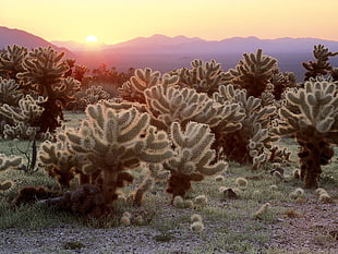 green cactus plants during sunrise