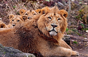 pride of lion taken during daytime HD wallpaper