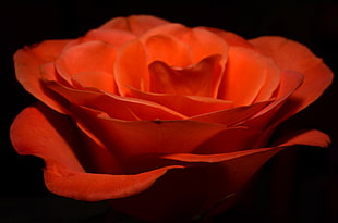 closeup photo of red Rose