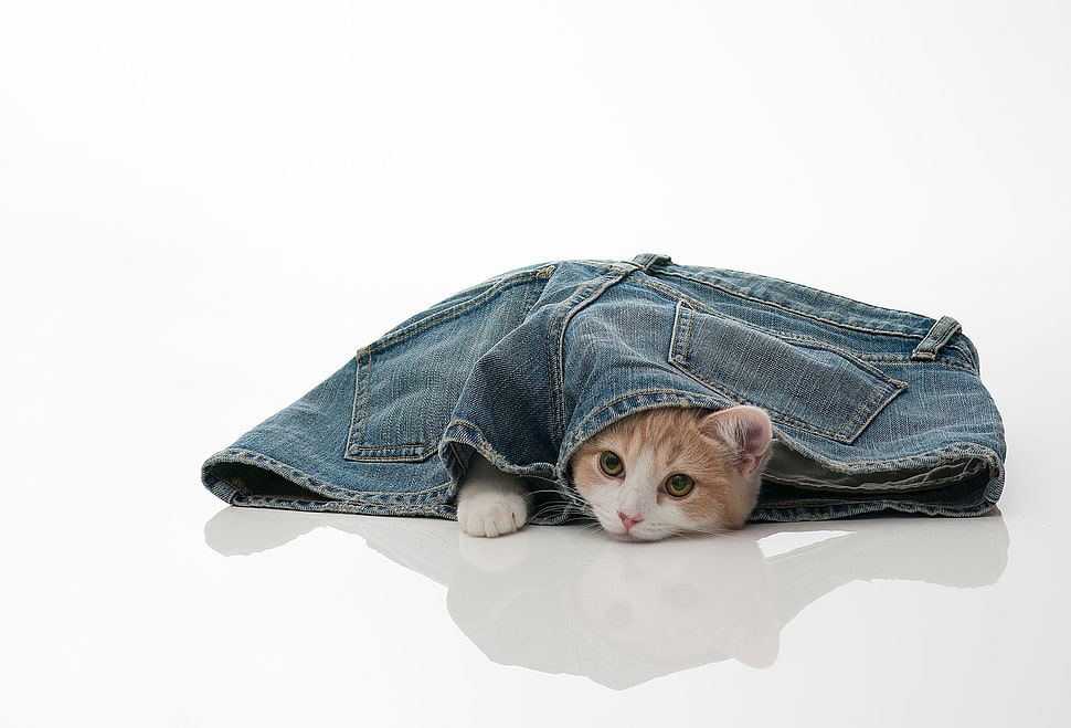 orange tabby kitten on blue denim shorts HD wallpaper