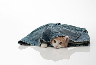 orange tabby kitten on blue denim shorts