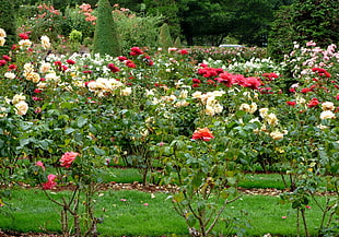 white and red rose field