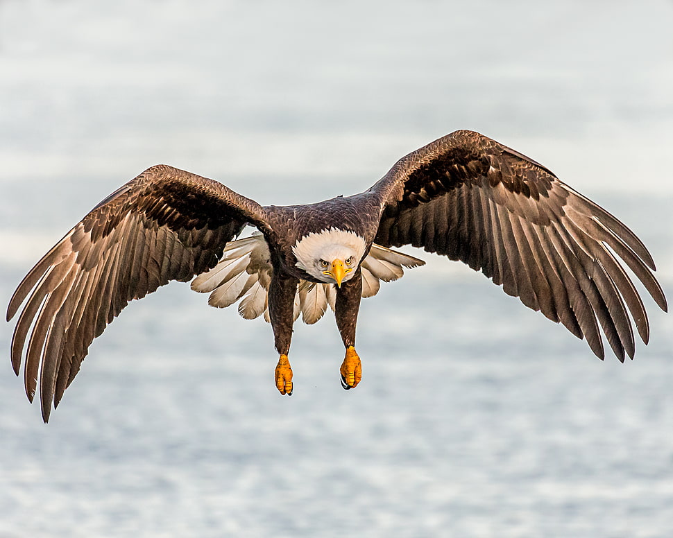 bald eagle flying HD wallpaper