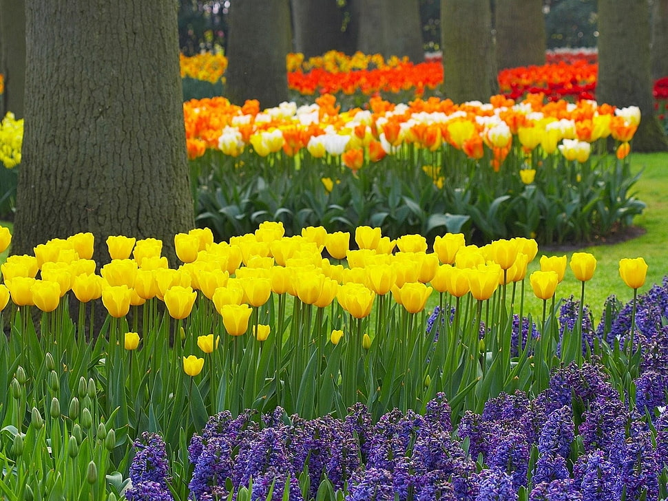 Tulip flowers in bloom during daytime HD wallpaper