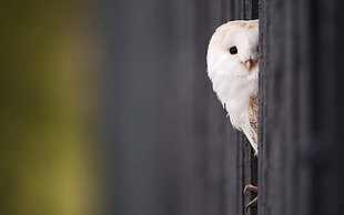 close up photo of white owl