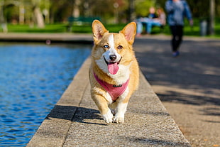 tan and white Pembroke Welsh Corgi running on concrete pavement on focus photo during daytime