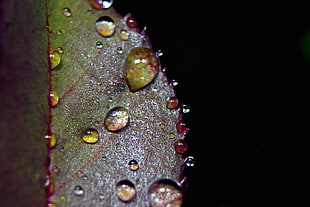 close up picture of leaf with waiter droplets, rose