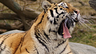 orange tiger, animals, feline, nature, tiger HD wallpaper