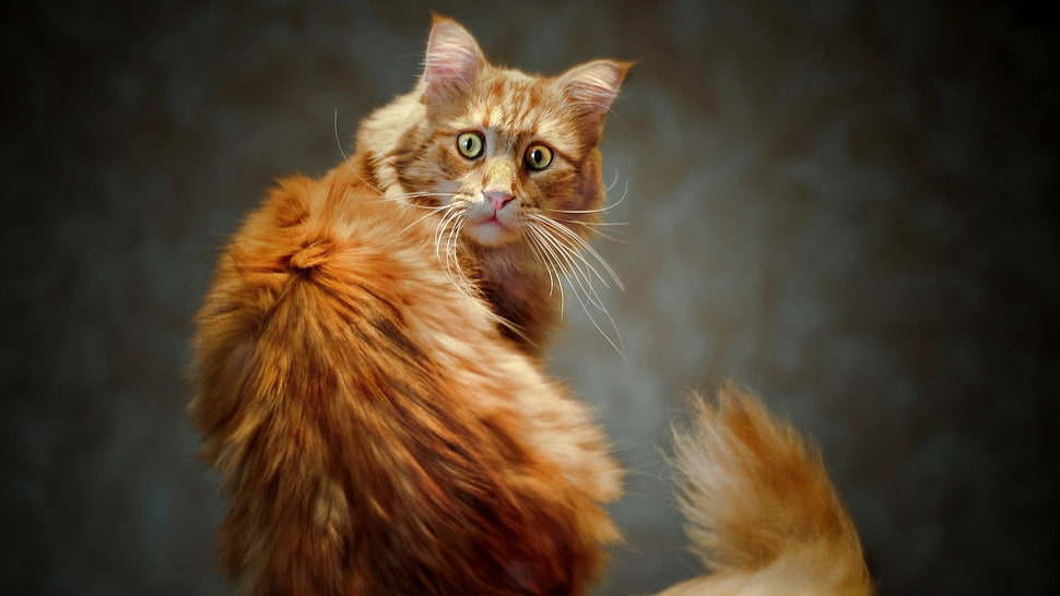 orange tabby cat, animals, cat, nature, pet HD wallpaper