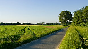 landscape photography of trees and grass field