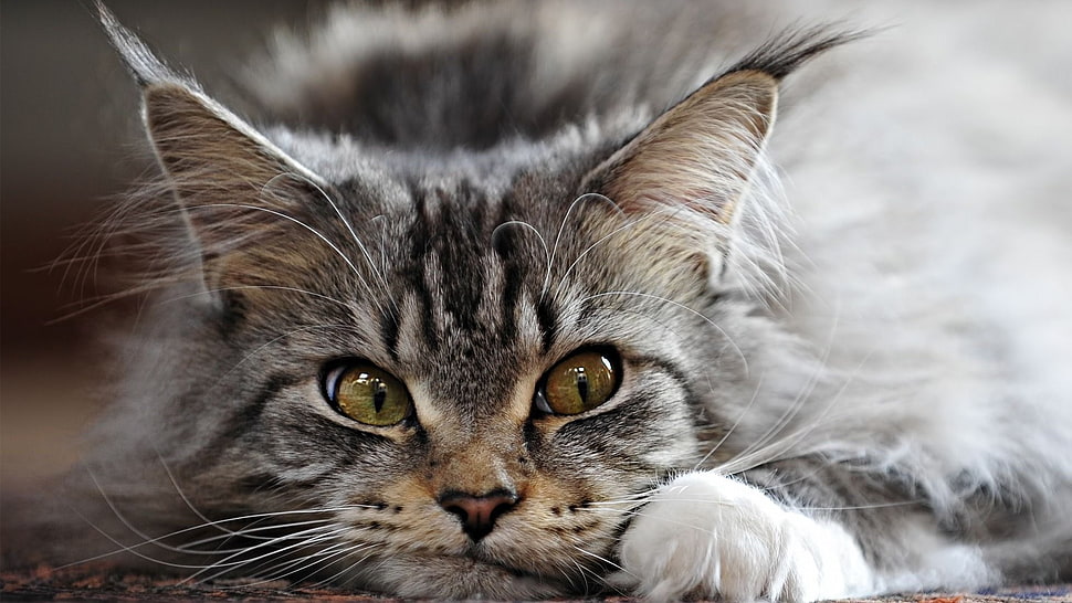 silver tabby cat, cat HD wallpaper