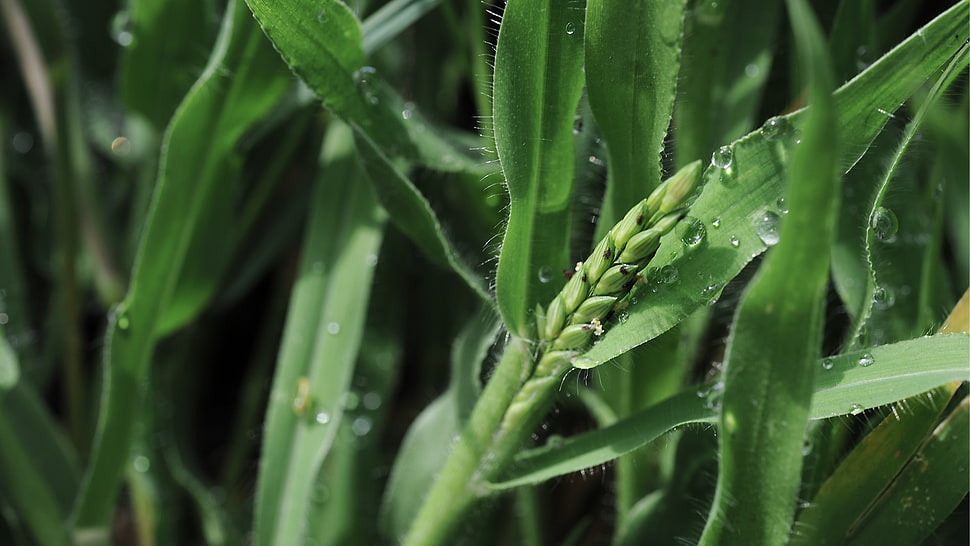 green grass, nature, macro, water drops HD wallpaper