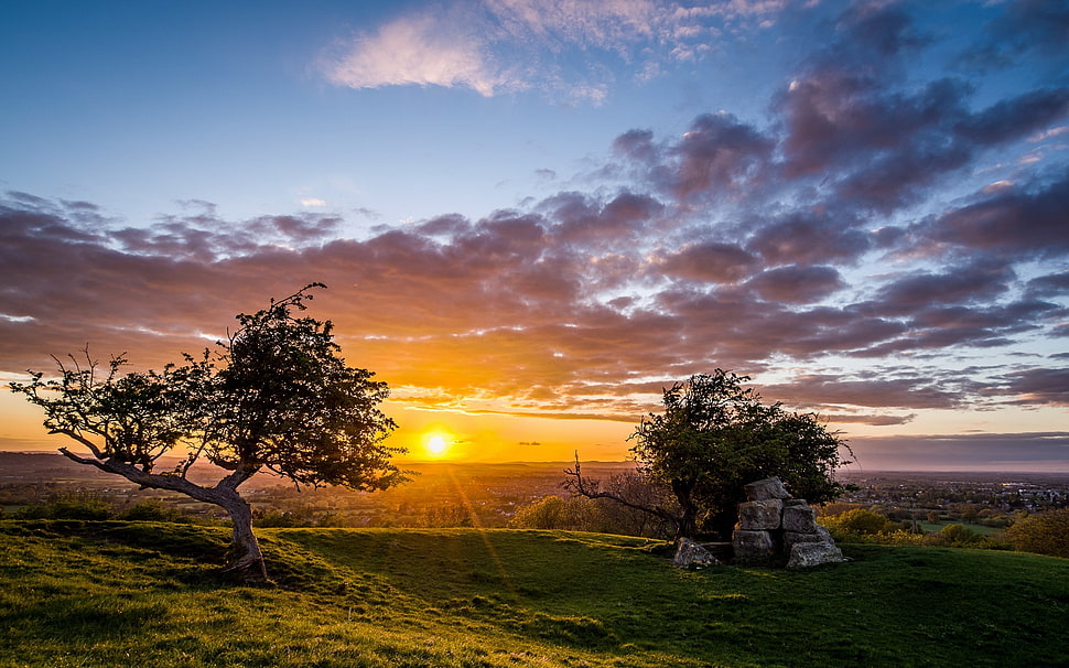 two tall trees near cliffs during golden hour HD wallpaper