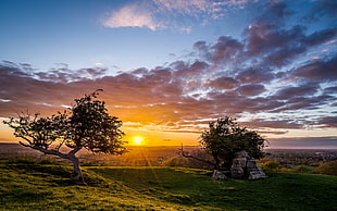 two tall trees near cliffs during golden hour