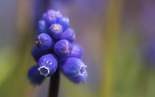 macro photo of purple Grape Hyacinth flower HD wallpaper