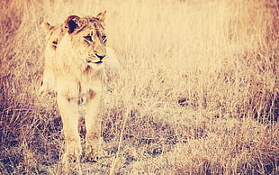 sepia photography of lioness