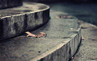 depth of field photo of brown fall leaf on gray concrete stairs
