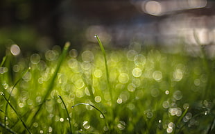blurred photo of green grass HD wallpaper