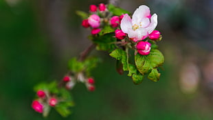shallow focus photo of pink flowers