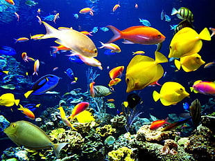 School of fish underwater HD wallpaper | Wallpaper Flare