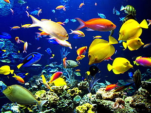 school of fish