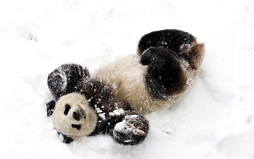 panda on snow HD wallpaper