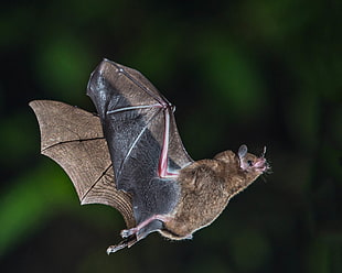 brown bat photo, fruit bat