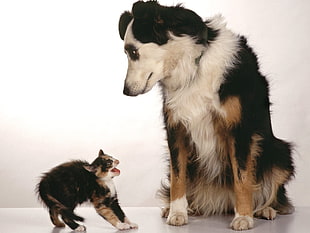 long-coated tricolor dog staring at a growling cat photo HD wallpaper