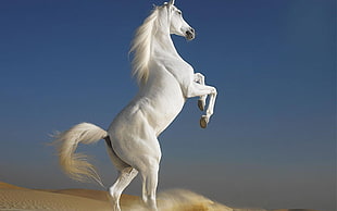 white horse, horse, white, desert, animals HD wallpaper
