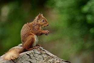 brown squirrel sitting on brown trunk