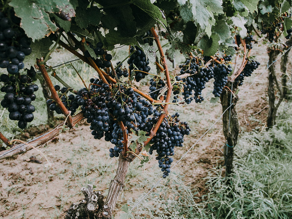 grape fruit field, Grapevine, Grapes, Berries HD wallpaper