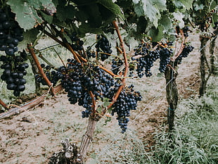 grape fruit field, Grapevine, Grapes, Berries