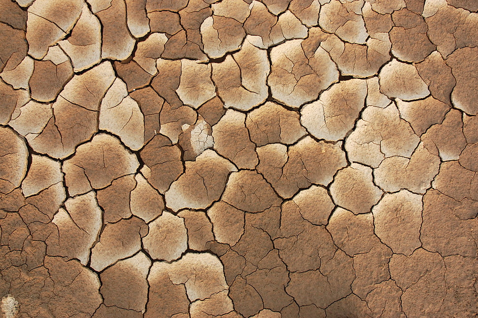 brown and white floral area rug, pattern, texture HD wallpaper
