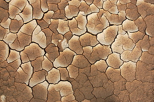 brown and white floral area rug, pattern, texture
